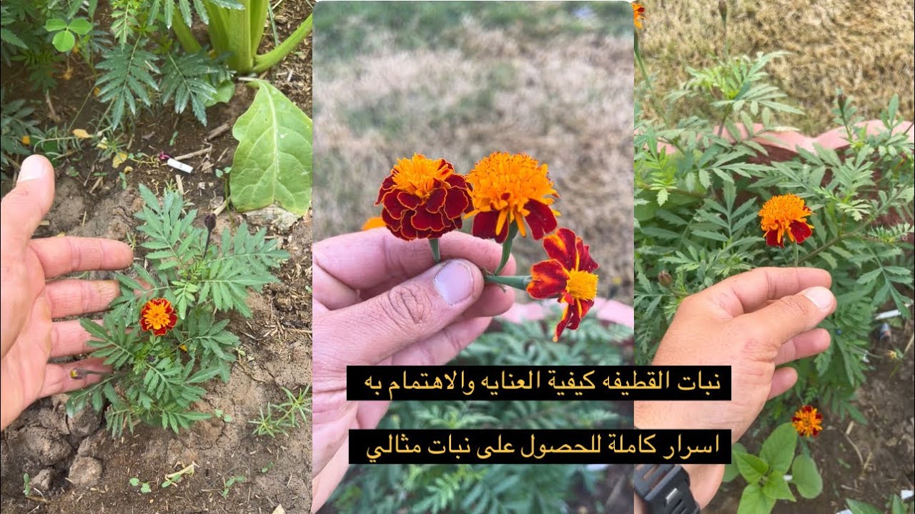 نبات القطيفه(الجعفري) العنايه والاهتمام وموعد زراعتها