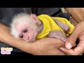 Cute baby monkey BiBi