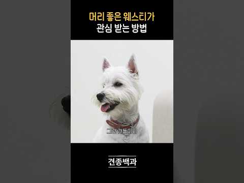 계속해서 신발을 물어오는 이유