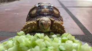 How to Feed Your Sulcata Tortoise the Best Food for a Long and Happy Life | 4k