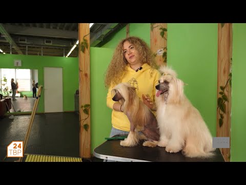 Очень смышлёные китайские хохлатые