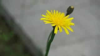 Brodawnik jesienny - Leontodon autumnalis