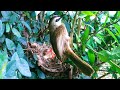 Yellow-vented Bulbul Feeding Chicks a Spider and Big Fruits (7) – Baby Birds Are Growing Well E156