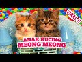 Kelakuan si oyen manis  kucing meong meong 