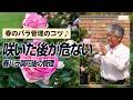 【バラの育て方】春のバラ管理のコツ♪ここで差がつく春バラ開花終わりのお世話(2026年5月22日)