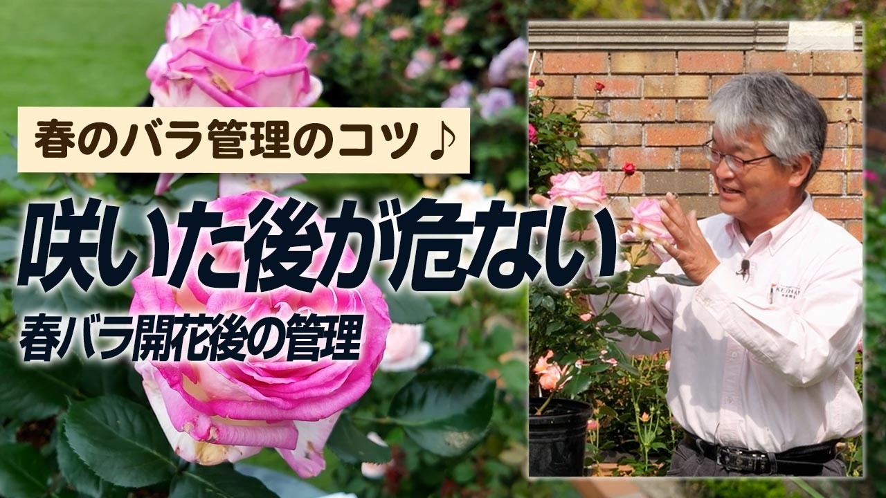 【バラの育て方】春のバラ管理のコツ♪ここで差がつく春バラ開花終わりのお世話(2026年5月22日)