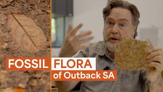 Silcrete fossil flora of Outback South Australia