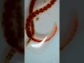 BLACKWORMS |  Proof What REALY Works!