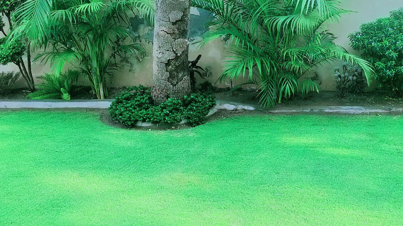 Korean grass farm in Pakistan YouTube