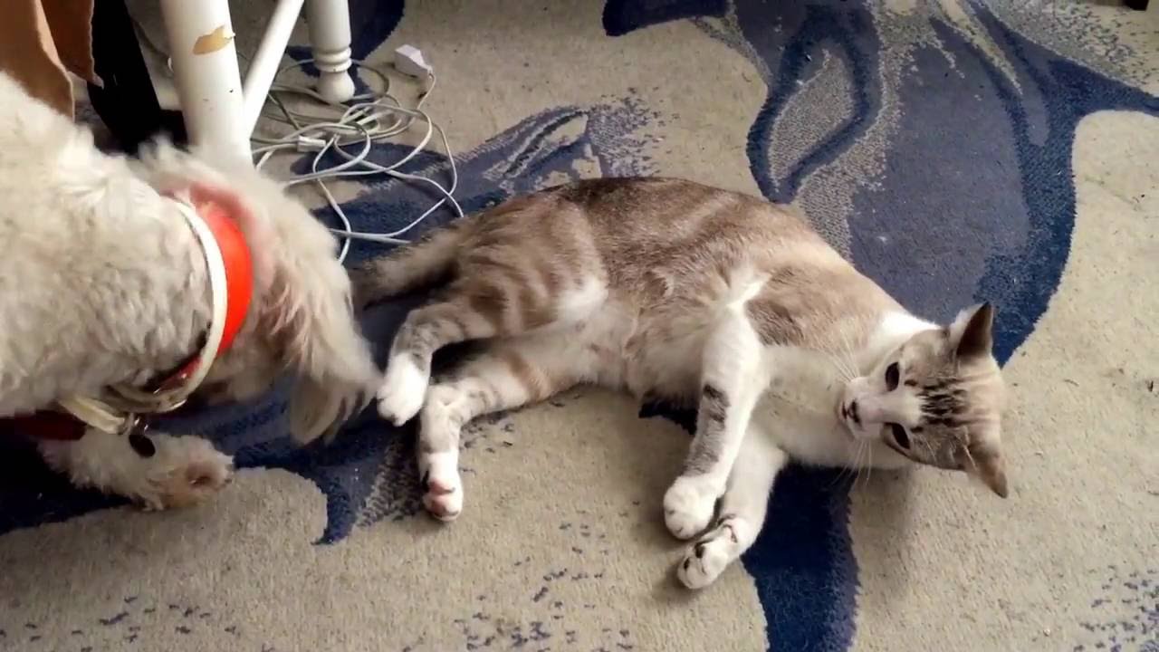 Cats and dogs play fighting YouTube