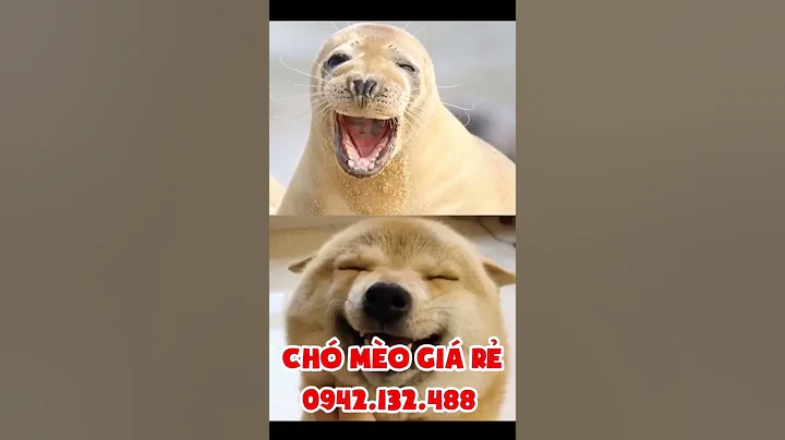 Cún hay hải cẩu đây ^^ bên em bán tất cả các loại chó nhé ! 0942132488 CHÓ MÈO CẢNH GIÁ RẺ #Shorts
