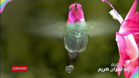 من أروع وأجمل قراءات الشيخ علي الحذيفي - من قراءته لسورة الإسراء بالحرم المكي عام 1408هـ