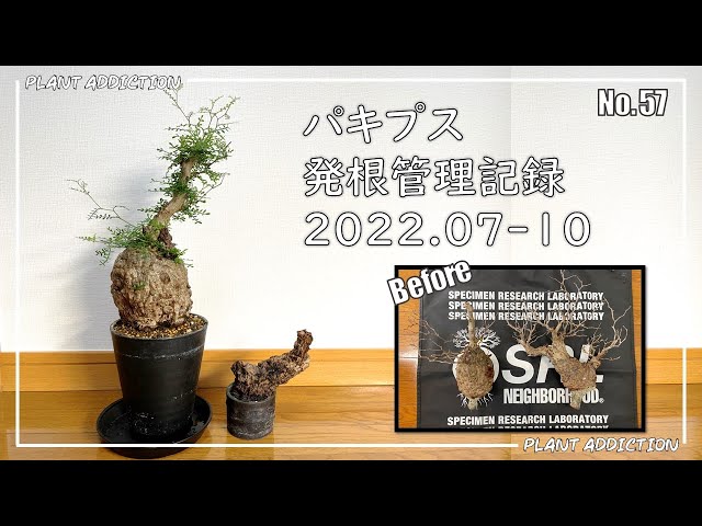 パキプス発根管理記録 2022.07-10 No.57 - YouTube