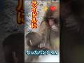 いつも囲まれてる!赤ちゃんザルみんなの憧れになったパンチくんが尊い#パンチくん # #市川市動植物園#成長記録 #punch
