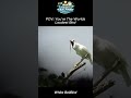 This is the LOUDEST bird on the PLANET! #science #nature #funny #shorts #earth #animals