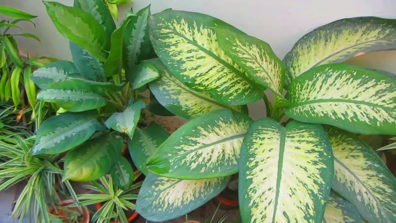 Diffenbachia VS Aglaonema | How To Identify | Urdu/Hindi
