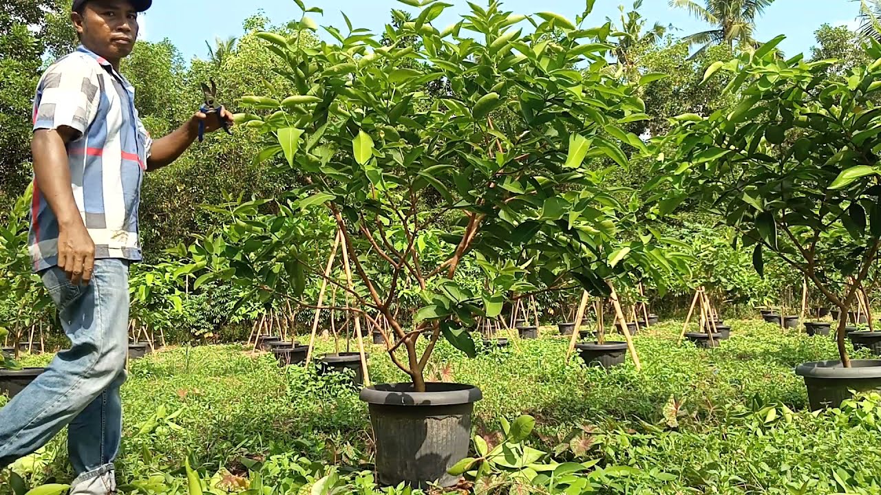 pemangkasan dan pengorangan daun tanaman jambu citra tabulampot
