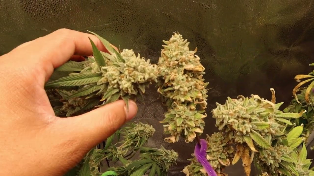 Week 9 Of Flower 🔥 Platinum KUSH MINTS (Almost Time To HARVEST) YouTube