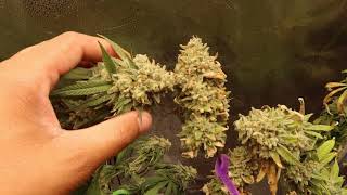 Week 9 Of Flower 🔥 Platinum KUSH MINTS (Almost Time To HARVEST)