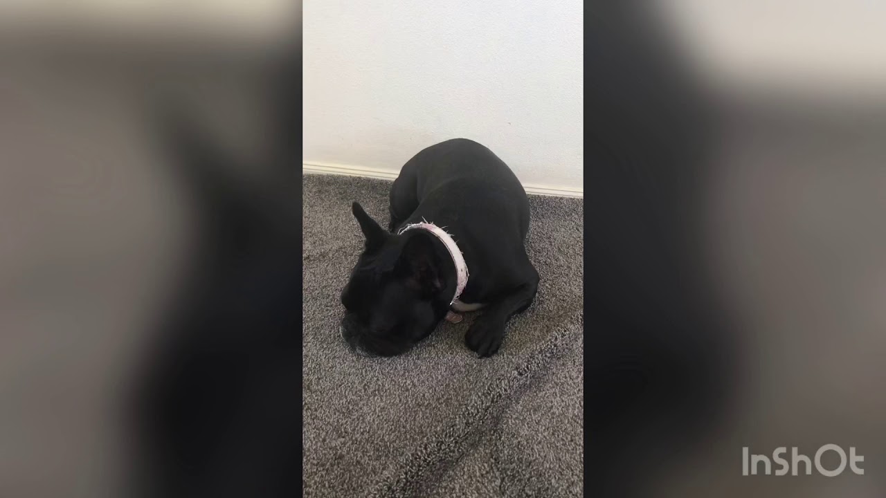 French bulldog try’s potato chips!? YouTube