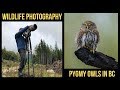 Photographing Pygmy Owls in BC - Wildlife Photography Behind the Scenes