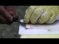 釣ったら食う!!ハゼのさばきかた ( 背開き / 松葉おろし )