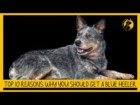 Video: Làm thế nào để chọn bát cho một Bulldog tiếng Anh