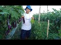 Talong at sili intercropping