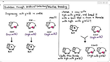 17-10 Issues with Selective Breeding/Artificial Selection (Cambridge AS A Level Biology, 9700)