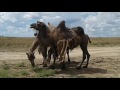        camels