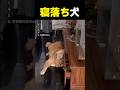 寝落ち犬