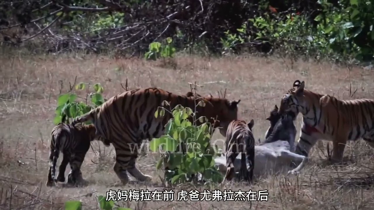 The Model Couple of the Tiger World: Co-parenting Cubs - YouTube