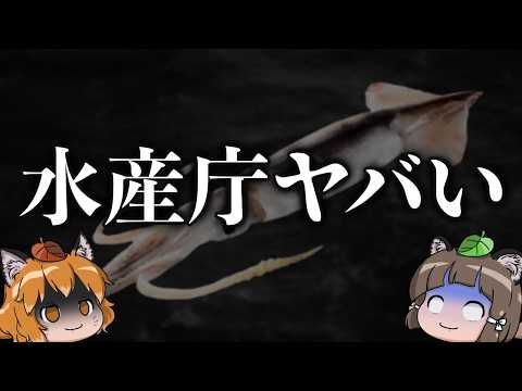 【ありえない】水産庁がマジでヤバいことやってます…|不漁のスルメイカ漁獲枠まさかの増枠へ