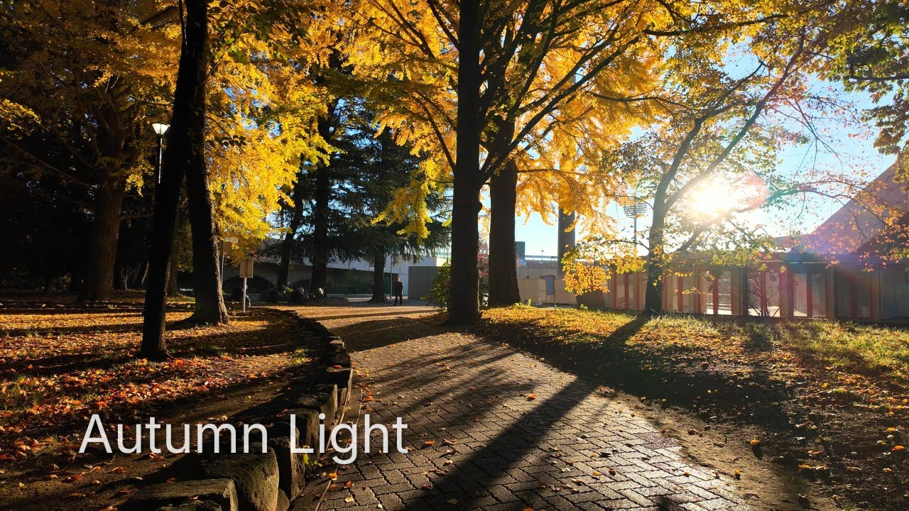 Peaceful Autumn Morning Walk in a Quiet Japanese Suburb | Soft Sunrise Light［4K］