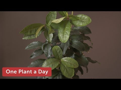 Video: Ardisia (27 Nuotraukos): Gėlės Priežiūra Namuose, Kambarinis Augalas Ardisia Crenate Arba Krenata, Augantis Iš Sėklų