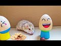 Village Hamster Feeding - Cute Village Hamster