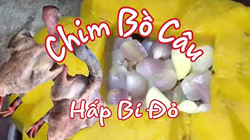 Chim bồ câu hấp bí đỏ béo ngọt thơm ngon bổ dưỡng # Châu Phước Nhi Vlog