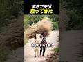 まるで夫が戻ってきたみたい…おばあさんを守った白い犬の感動実話 #感動動画 #シニア共感 #おばあさん