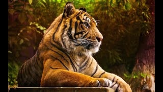 KAPLAN PORTRESİNİN PHOTOSHOP CC 2020 İLE  RÖTUŞ -Tiger Portrait Retouching Photoshop Tutorial screenshot 3