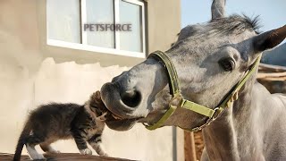 Horse Kicks Cat Cat Funny Videos 2025