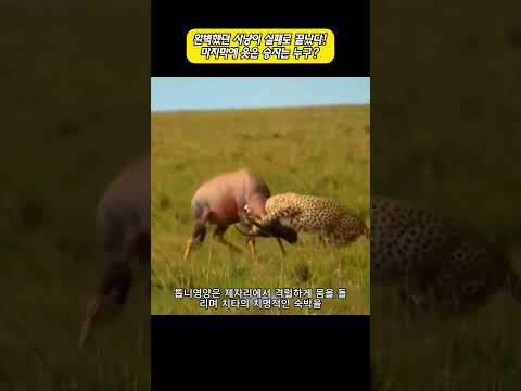 완벽했던 사냥이 실패로 끝났다! 마지막에 웃은 승자는 누구? thumbnail