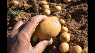 The Untapped Potential of Potatoes