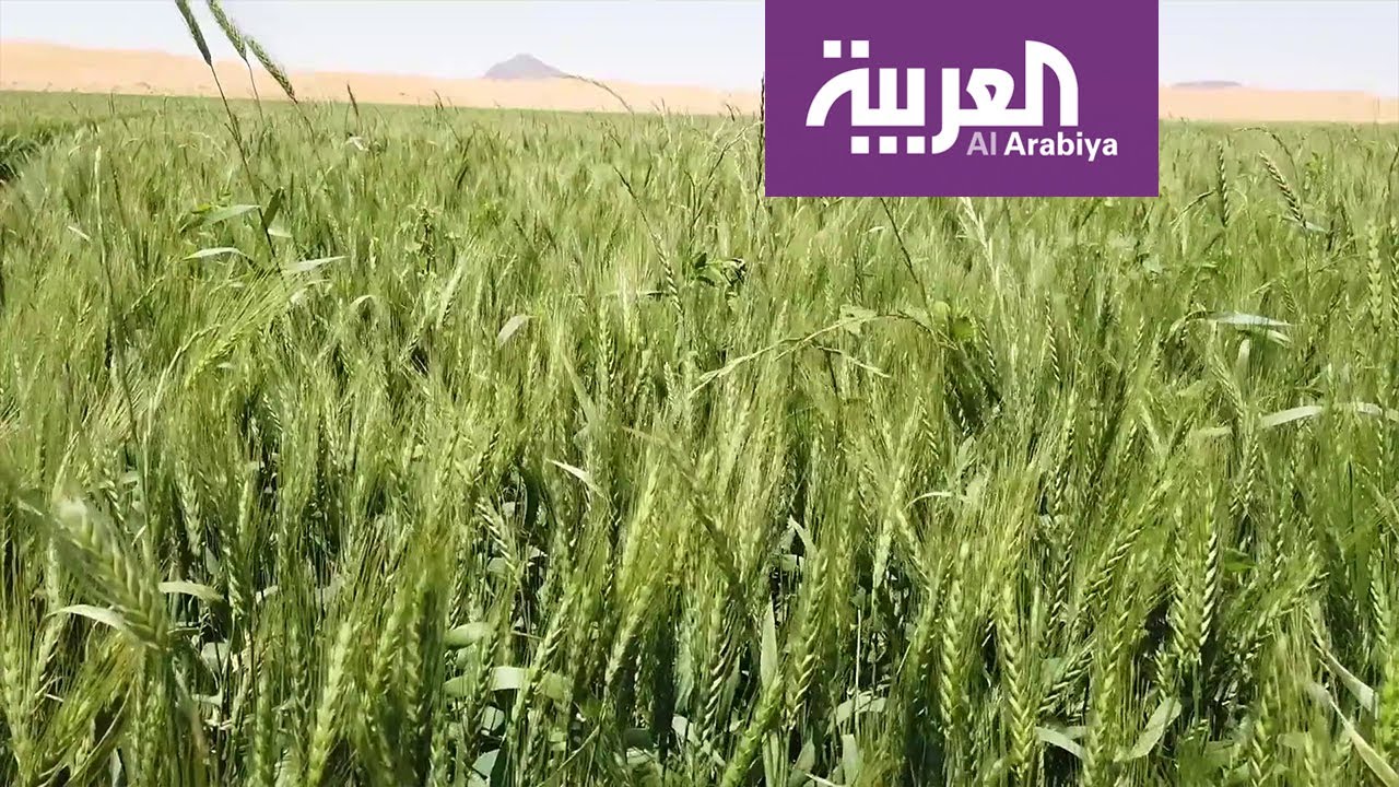 زراعة القمح في السعودية