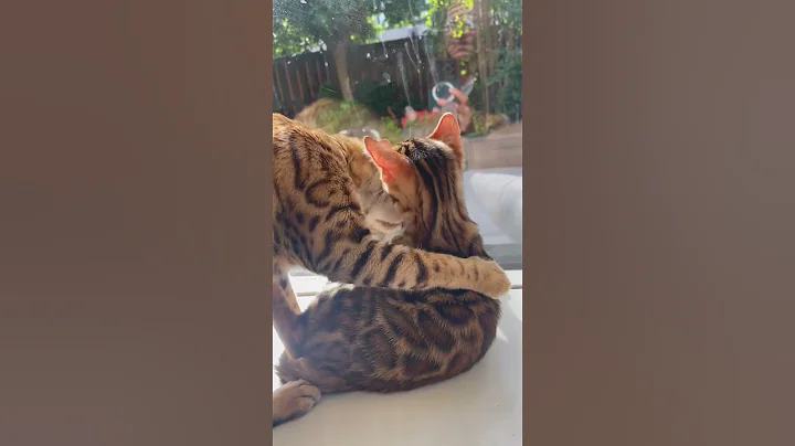 Video 5818621: bengal kitten, bengal cat, bengal fun, cats catlover kitten