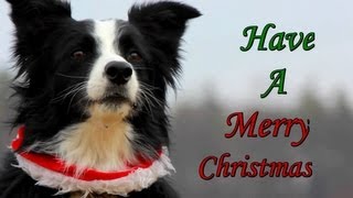 Merry Christmas from Nana the Border Collie!