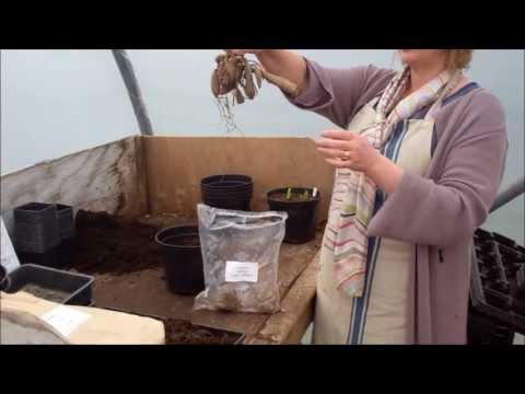 Video: Planting Dahlia