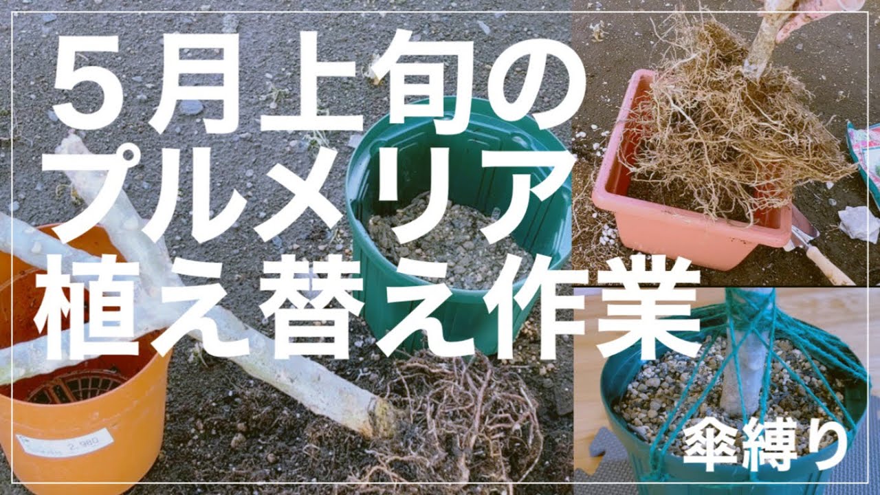 プルメリアの植え替えと傘縛り