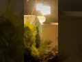 مساء الحب كله حتي اخر العمر عمر خورشيد مساء الحب كله حتي اخر العمر عمر خورشيد
