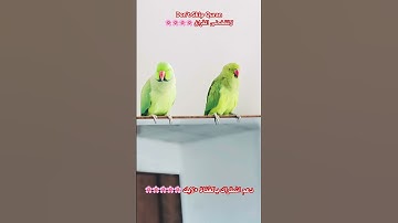 تلاوه عطره من الذكرر الحكيم #birds #cutebird #foryou #اكسبلور