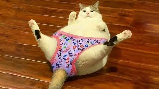 Funniest Cat Videos That Will Make You Laugh #26  | Funny Cats by Cats Are the Best Pets 916,869 views 2 years ago 8 minutes, 16 seconds
